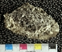 IMLS Silurian Reef digitization Project 2013, image of a Silurian favositid tabulate coral, specimen P 8945