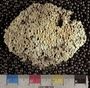 IMLS Silurian Reef digitization Project 2013, image of a Silurian favositid tabulate coral, specimen P 10551