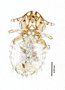 28739 Geomydoecus duchesnensis PT v IN
