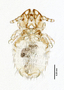 28741 Geomydoecus duchesnensis PT v IN