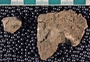 IMLS Silurian Reef Digitization Project, Image of Silurian crinoid fossil, specimen P 8487