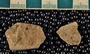 IMLS Silurian Reef Digitization Project, Image of Silurian crinoid fossil, specimen P 8897