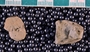 IMLS Silurian Reef Digitization Project, Image of Silurian crinoid fossil, specimen P 8900