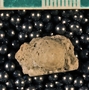 IMLS Silurian Reef Digitization Project, Image of Silurian crinoid fossil, specimen P 9008