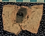 IMLS Silurian Reef Digitization Project, Image of Silurian crinoid fossil, specimen P 10543