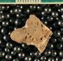 IMLS Silurian Reef Digitization Project, Image of Silurian crinoid fossil, specimen P 10568