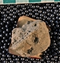 IMLS Silurian Reef Digitization Project, Image of Silurian crinoid fossil, specimen PE 54623