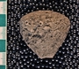 IMLS Silurian Reef Digitization Project, Image of Silurian crinoid fossil, specimen PE 61149