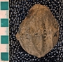 IMLS Silurian Reef Digitization Project, Image of Silurian crinoid fossil, specimen UC 4412