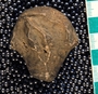 IMLS Silurian Reef Digitization Project, Image of Silurian crinoid fossil, specimen UC 8615
