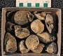 IMLS Silurian Reef Digitization Project, Image of Silurian crinoid fossil, specimen UC 21838