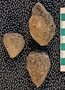 IMLS Silurian Reef Digitization Project, Image of Silurian crinoid fossil, specimen UC 21839