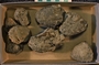 IMLS Silurian Reef Digitization Project, Image of Silurian crinoid fossil, specimen UC 21842