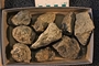 IMLS Silurian Reef Digitization Project, Image of Silurian crinoid fossil, specimen UC 21843