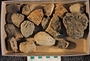 IMLS Silurian Reef Digitization Project, Image of Silurian crinoid fossil, specimen UC 21905