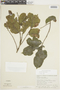 Lecythis ampla Miers, Ecuador, E. L. Little, Jr. 21142, F