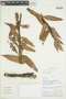 Thibaudia floribunda Kunth, Peru, V. Quipuscoa S. 1326, F