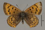 124065 Lycaena helloides female d IN