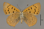 124065 Lycaena helloides female v IN