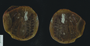 PP42781_image_2