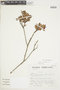 Vaccinium floribundum Kunth, Peru, S. Llatas Quiroz 2873, F