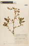 Mimosa albida var. strigosa (Willd.) B. L. Rob., PERU, F