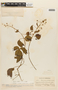 Mimosa albida Humb. & Bonpl. ex Willd., VENEZUELA, F