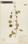 Mimosa albida Humb. & Bonpl. ex Willd., ECUADOR, F