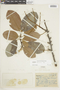 Couratari guianensis Aubl., Brazil, A. Ducke 1933, F