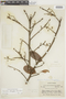 Couratari oblongifolia Ducke & R. Knuth, BRAZIL, F
