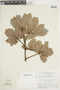 Couratari oblongifolia Ducke & R. Knuth, Brazil, G. T. Prance 9492, F