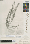 Euphorbia chalicophila image