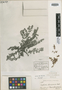 Euphorbia chamaecaula image
