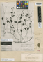 Euphorbia colimae image