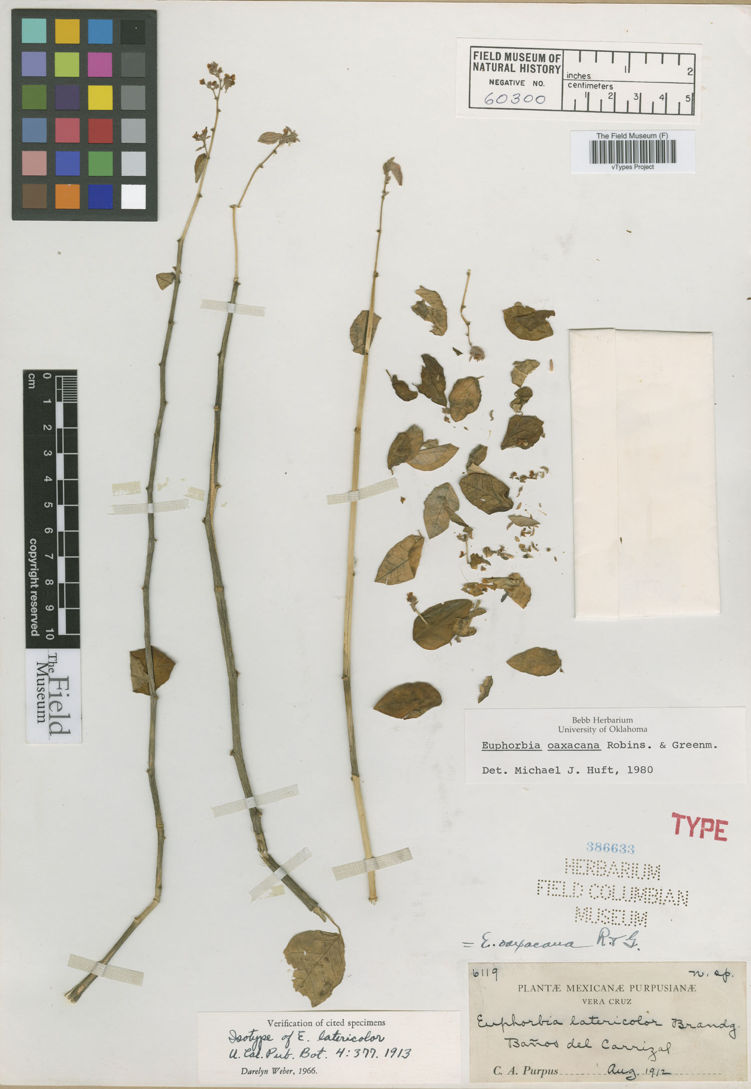 Euphorbia latericolor image