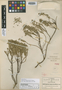 Euphorbia longecornuta image