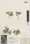 Euphorbia macropodoides B. L. Rob. & Greenm., MEXICO, C. G. Pringle 4713, Isotype, F