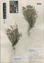Euphorbia neilmulleri image