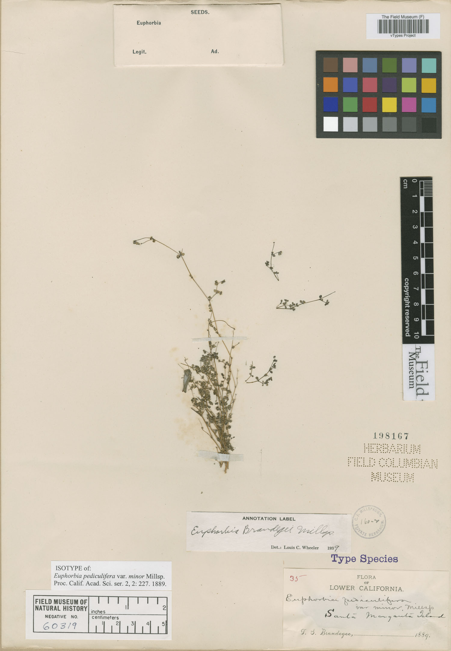 Euphorbia pediculifera var. minor image