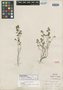 Euphorbia ramosa image