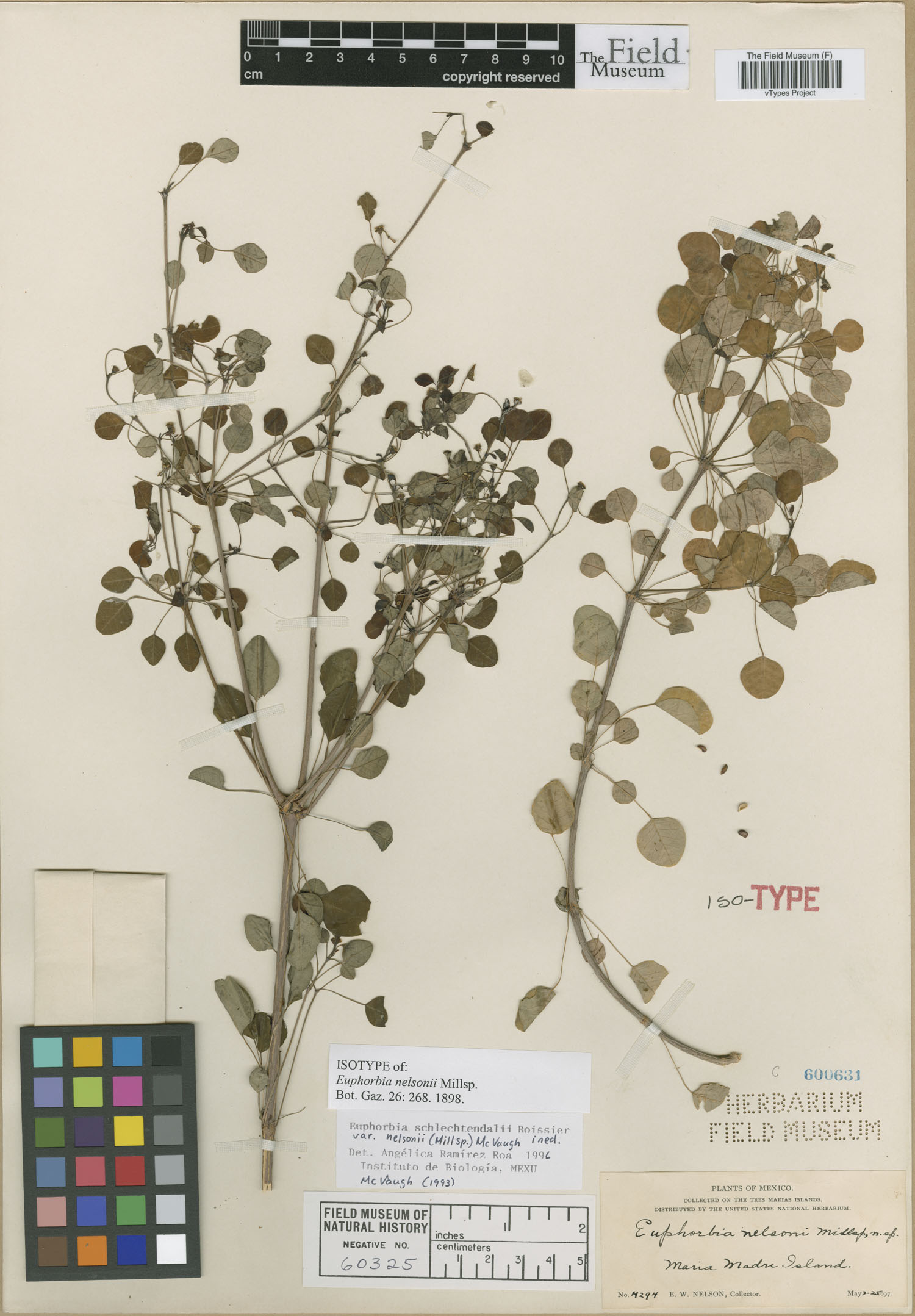 Euphorbia nelsonii image