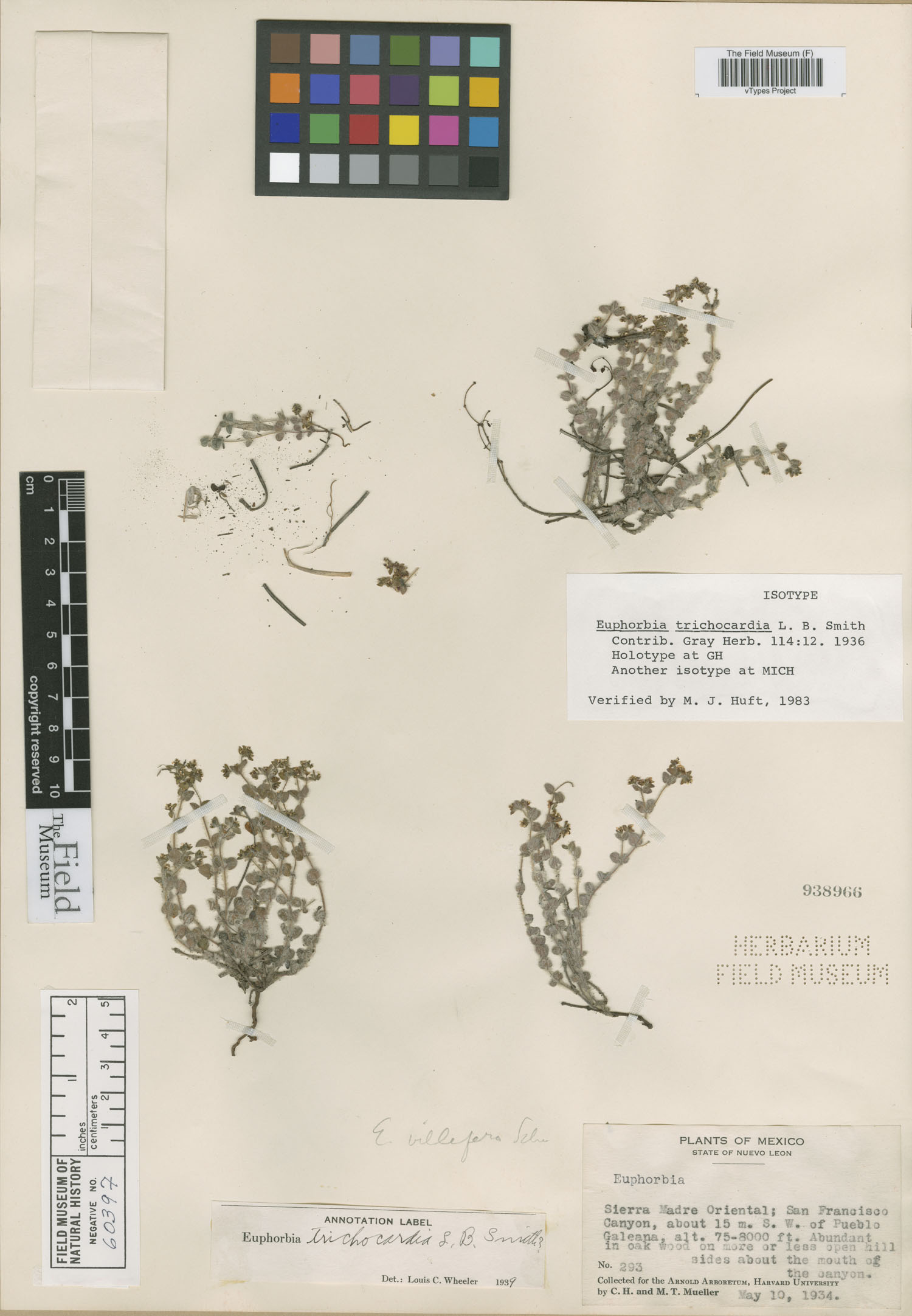 Euphorbia trichocardia image