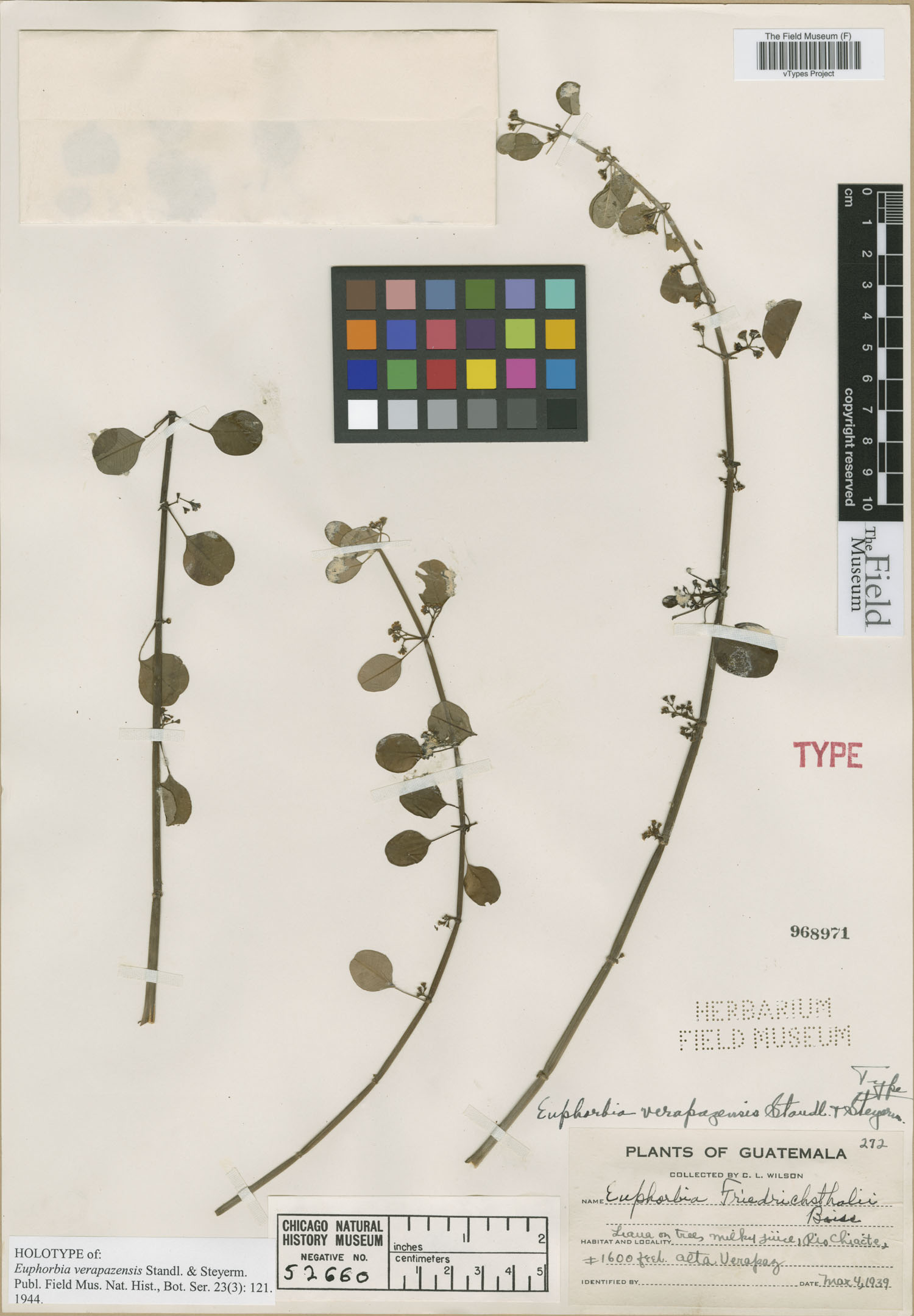 Euphorbia verapazensis image