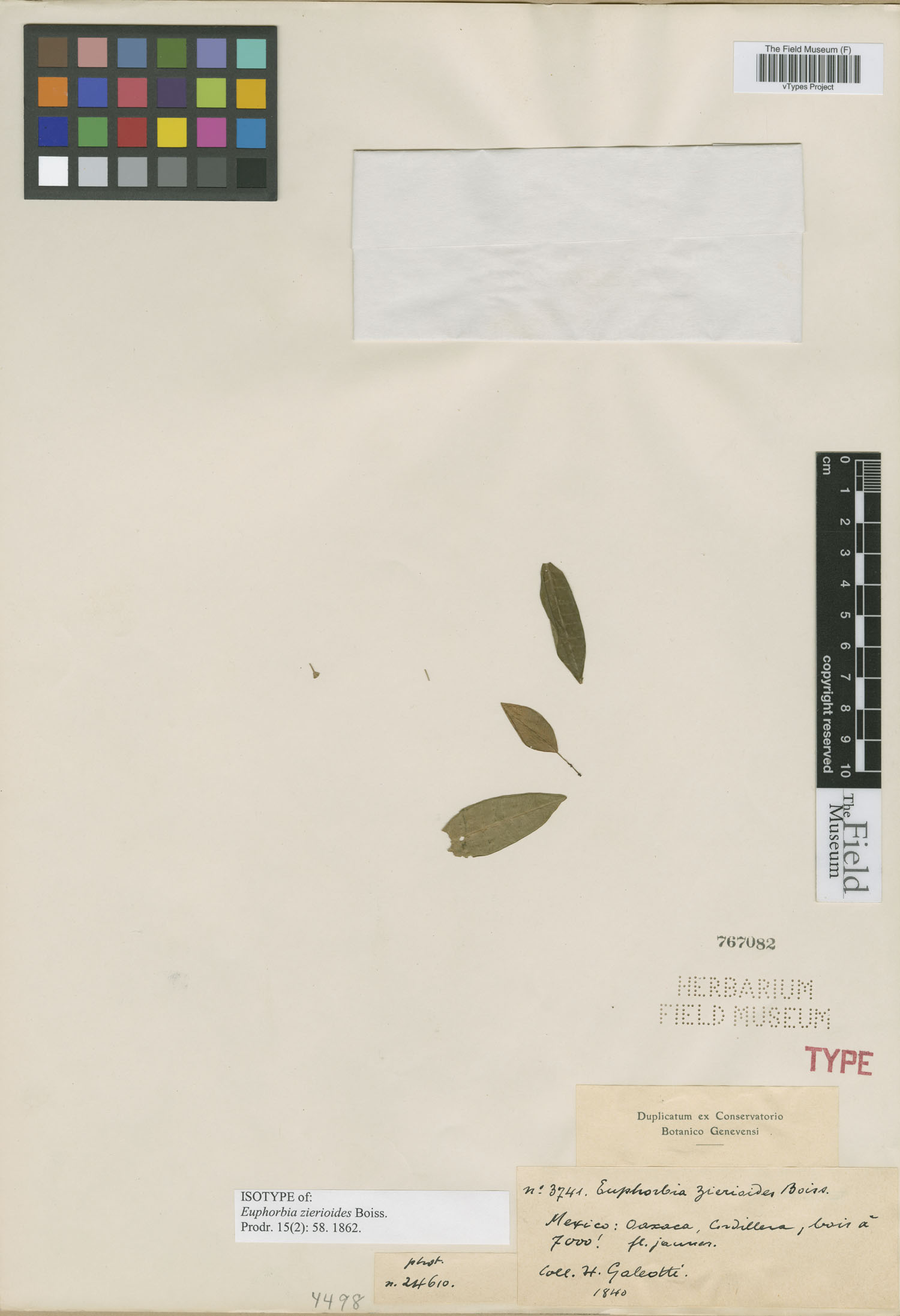 Euphorbia zierioides image