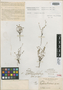 Euphorbia brittonii Millsp., BAHAMAS, N. L. Britton 839, Lectotype, F