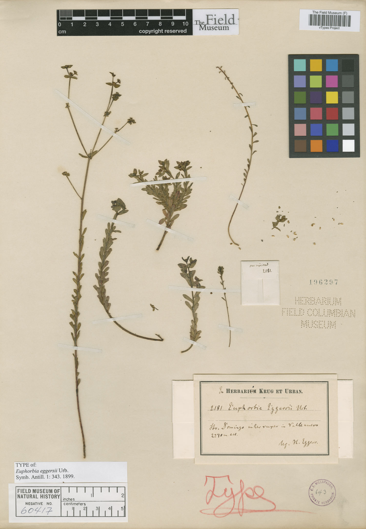 Euphorbia eggersii image