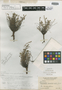 Euphorbia insulae-salis Millsp., Bahamas, P. Wilson 8020, Isotype, F