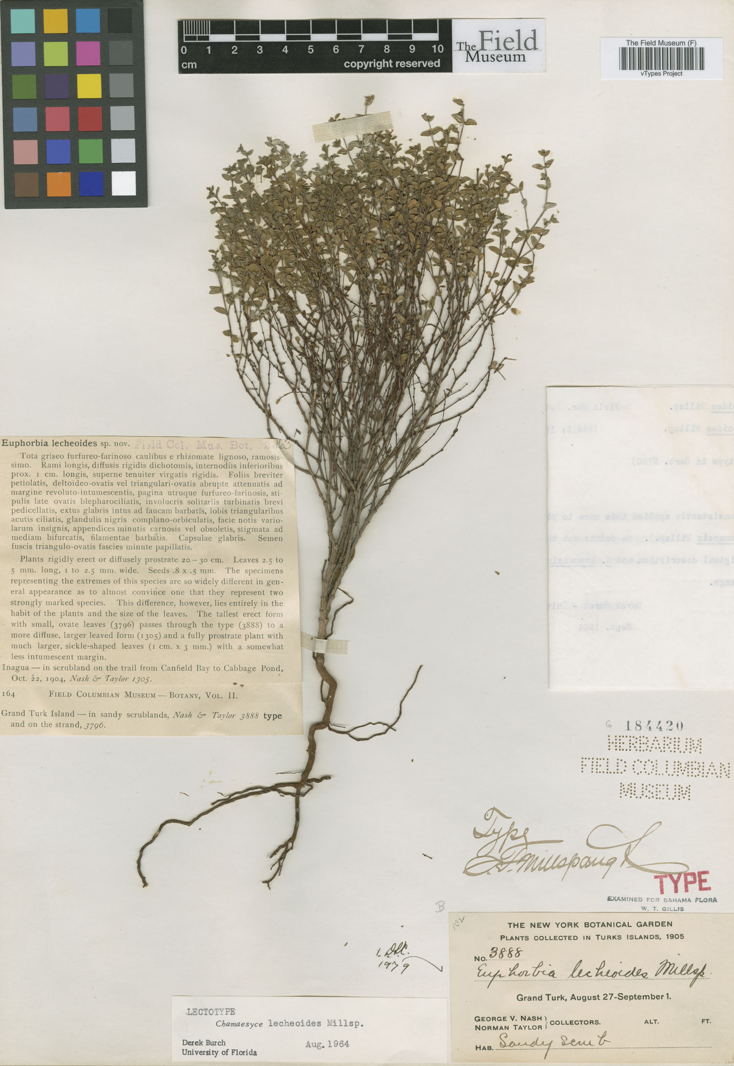 Euphorbia lecheoides image