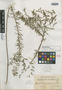 Euphorbia tuerckheimii image