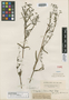 Euphorbia hypericifolia var. falciformis Klotzsch, GUYANA, Schomburgk 73, Isotype, F